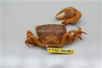 藏品(屏東澤蟹)的圖片